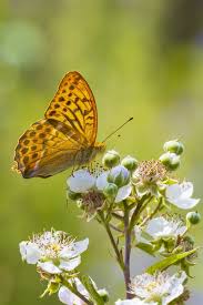 Attēlu rezultāti vaicājumam “Argynnis paphia female”