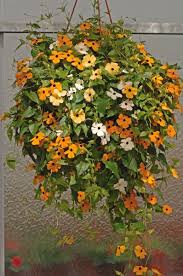 Image result for Thunbergia alata