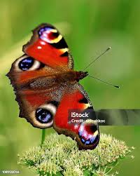 Attēlu rezultāti vaicājumam “Inachis io”