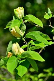 Attēlu rezultāti vaicājumam “Magnolia acuminata bud”