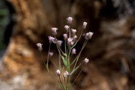 Attēlu rezultāti vaicājumam “Erigeron acris flower”
