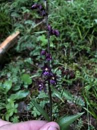 Attēlu rezultāti vaicājumam “Epipactis atrorubens leaf”