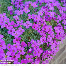 Image result for Aubrieta hybrida (cultorum)