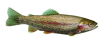 Image result for Oncorhynchus mykiss