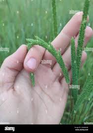 Attēlu rezultāti vaicājumam “Phleum phleoides”