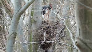 Attēlu rezultāti vaicājumam “Ciconia nigra nest”
