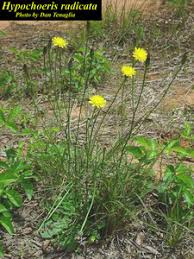 Attēlu rezultāti vaicājumam “Hypochaeris radicata”