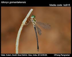 Attēlu rezultāti vaicājumam “Cordulidae”
