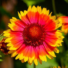 Image result for Gaillardia pulchella