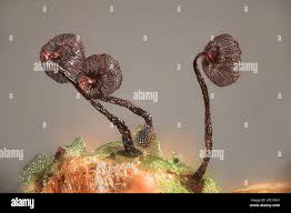 Attēlu rezultāti vaicājumam “Cribraria cancellata var. fusca spores”