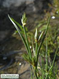 Attēlu rezultāti vaicājumam “Juncus bufonius”