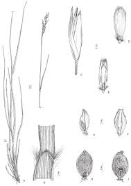 Attēlu rezultāti vaicājumam “Danthonia decumbens”