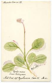 Attēlu rezultāti vaicājumam “Pyrola media”