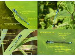 Attēlu rezultāti vaicājumam “Coenagrion puella male”