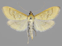 Attēlu rezultāti vaicājumam “Mecyna flavalis”