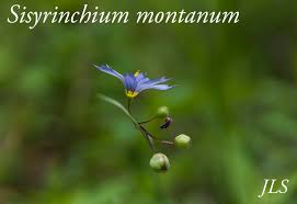 Attēlu rezultāti vaicājumam “Sisyrinchium montanum fruit”