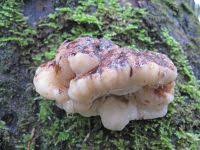 Attēlu rezultāti vaicājumam “Leptoporus mollis”