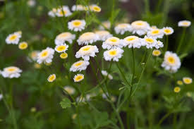 Image result for Tanacetum parthenium 'Tetraweiss'