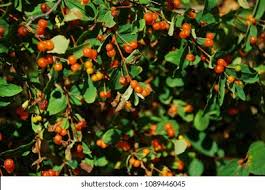 Attēlu rezultāti vaicājumam “Lonicera xylosteum fruit”