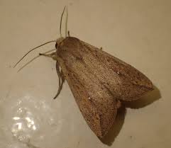 Attēlu rezultāti vaicājumam “Mythimna sp.”