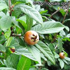 Attēlu rezultāti vaicājumam “Mespilus germanica”