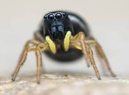 Attēlu rezultāti vaicājumam “Physatocheila smreczynskii”