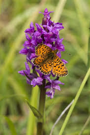 Attēlu rezultāti vaicājumam “Clossiana selene underside”