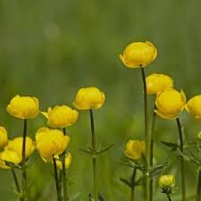 Attēlu rezultāti vaicājumam “Trollius europaeus leaf”