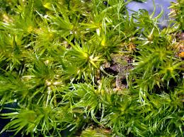 Attēlu rezultāti vaicājumam “Dicranum bergeri”