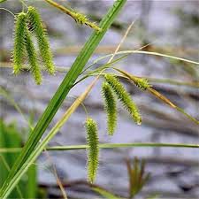 Attēlu rezultāti vaicājumam “Carex pseudocyperus female flower”