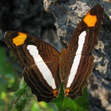 Attēlu rezultāti vaicājumam “Hoplia parvula imago”