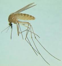 Attēlu rezultāti vaicājumam “Culex pipiens”