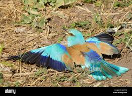 Attēlu rezultāti vaicājumam “Coracias garrulus adult”