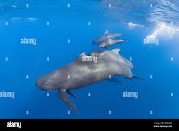 Image result for Globicephala melas