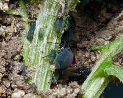 Attēlu rezultāti vaicājumam “Aphis jacobaeae”