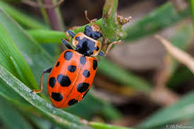 Attēlu rezultāti vaicājumam “Hippodamia tredecimpunctata”