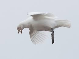 Attēlu rezultāti vaicājumam “Chionaspis salicis imago”