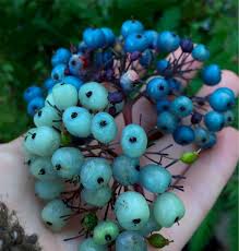 Attēlu rezultāti vaicājumam “Cornus sericea fruit”