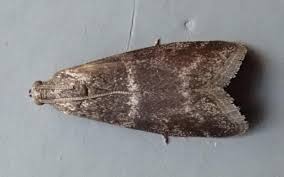 Attēlu rezultāti vaicājumam “Apomyelois bistriatella”