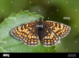 Attēlu rezultāti vaicājumam “Mellicta athalia”