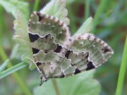 Attēlu rezultāti vaicājumam “Colostygia pectinataria male”