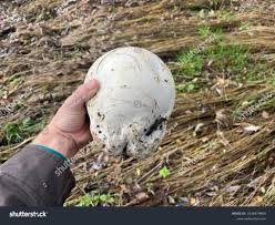 Attēlu rezultāti vaicājumam “Langermania gigantea”