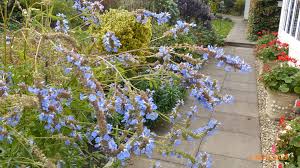 Attēlu rezultāti vaicājumam “Viola uliginosa bud”