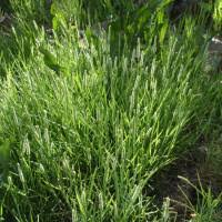Attēlu rezultāti vaicājumam “Alopecurus aequalis flower”