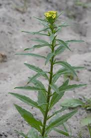 Attēlu rezultāti vaicājumam “Erysimum cheiranthoides”