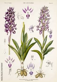 Attēlu rezultāti vaicājumam “Orchis mascula”
