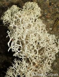 Attēlu rezultāti vaicājumam “Cladonia stellaris”