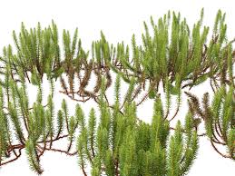 Attēlu rezultāti vaicājumam “Hippuris vulgaris”