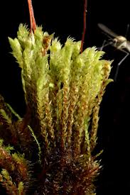 Attēlu rezultāti vaicājumam “Philonotis marchica macro”