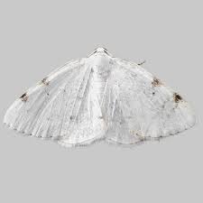 Attēlu rezultāti vaicājumam “Lomographa bimaculata”